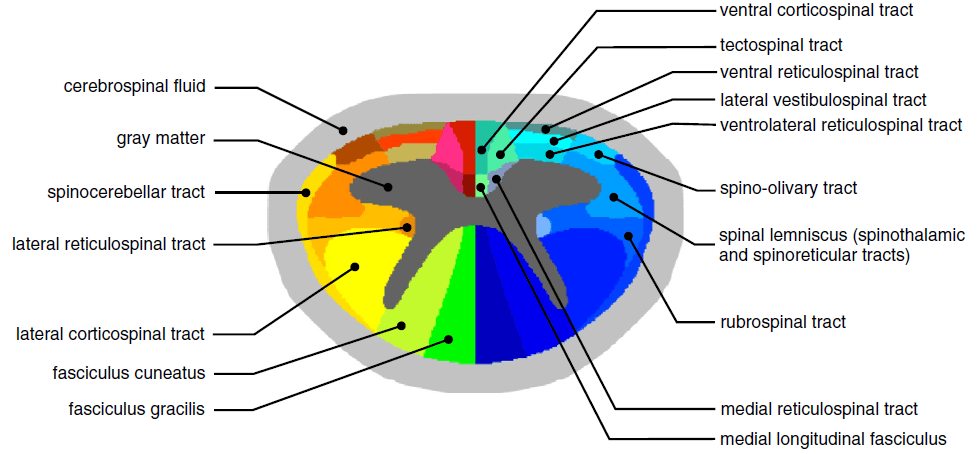 Figure 1 - Atlas en haute résolution dérivée de l’atlas Gray’s Anatomy