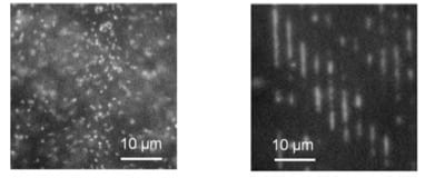 Figure 1: Observations of fluorescent images in the microscope’s field of view: - unstretched DNA molecules on the platform (left) - linearized DNA molecules in nanocavities (right)