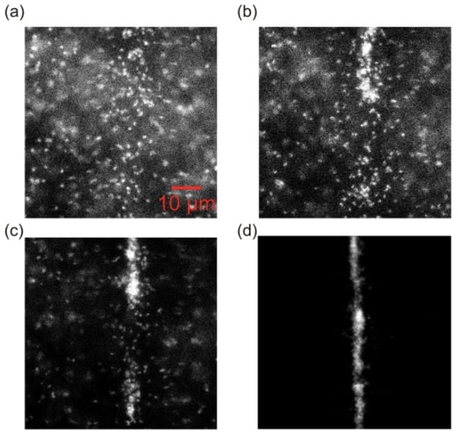 Figure 3: Observations of fluorescent images in the microscope’s field of view. (a) DNA in free solution (b) Application of DEP force, DNA molecules start to move towards the electrode (which is a vertical rectangle in the center of the image) (c, d) DNA molecules concentrate along the electrode